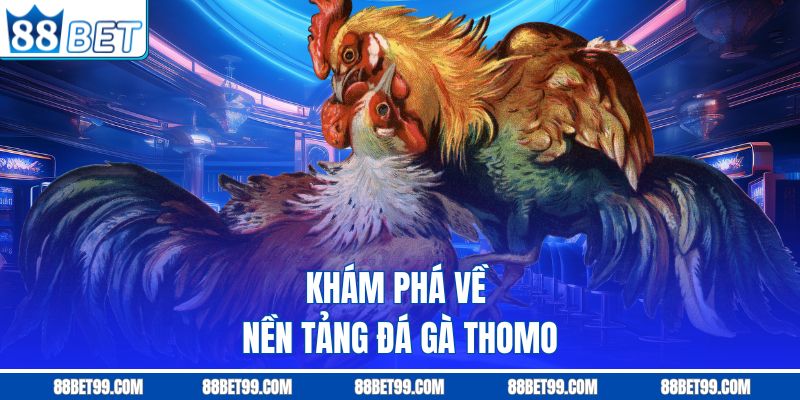 Khám phá về nền tảng đá gà Thomo Khám phá về nền tảng đá gà Thomo